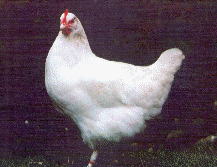 Très belle poulette Marans Blanche