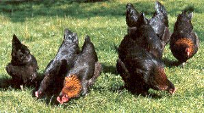 The officials french Brown-red Marans in the wild.
