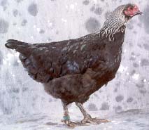 Poulette Noir-argenté de très bonne couleur (Nancy 2001)