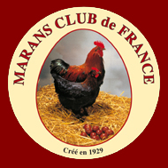 Club officiel de la SCAF / FFV depuis 1929 pour les éleveurs de Marans de race pure
